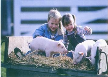 室內(nèi)采暖系統(tǒng)（熱水伴熱，養(yǎng)殖采暖，太陽能伴熱）